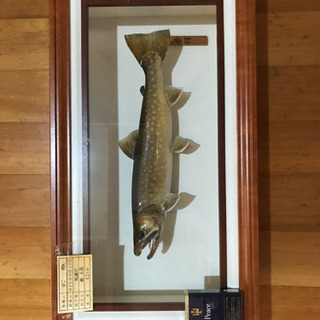 インテリア　渓流魚　岩魚　剥製 岩魚☆イワナ☆42cm☆渓流釣り☆剥製☆