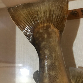 岩魚☆イワナ☆42cm☆渓流釣り☆剥製☆