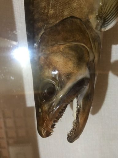 岩魚☆イワナ☆42cm☆渓流釣り☆剥製☆