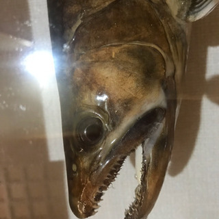 岩魚☆イワナ☆42cm☆渓流釣り☆剥製☆