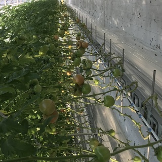 トマト農家の軽作業（収穫や剪定作業）