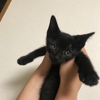【保護猫】人懐っこい黒猫の男の子【生後2ヶ月】