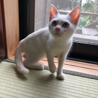 トライアル中 生後3ヶ月 白猫ちゃん 女の子 − 福岡県