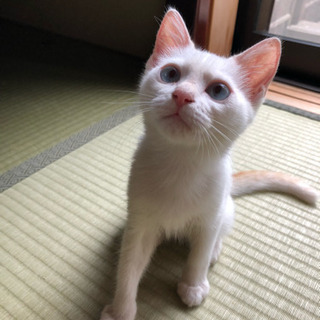 トライアル中 生後3ヶ月 白猫ちゃん 女の子 - 福岡市