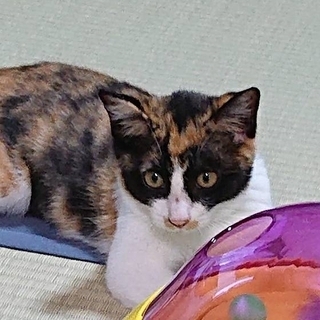 生後４ヶ月のミケちゃん(女の子) - 猫