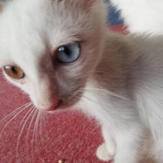 宝石のような瞳！オッドアイの白猫さんです。