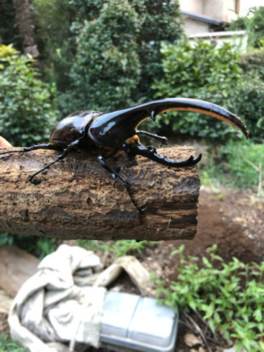 ヘラクレスオオカブト 145upオス単品 (B-9)