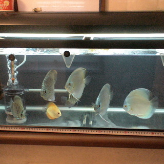 ディスカス生体・水槽セット売り 引き取り限定