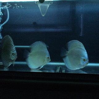 ディスカス生体・水槽セット売り 引き取り限定