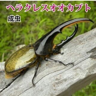 ヘラクレスオオカブト成虫♂ヘラクレスヘラクレス