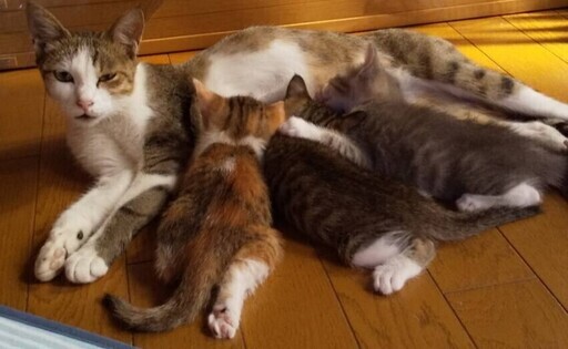 子猫と母猫の里親さま募集します ゆみ 八幡の猫の里親募集 ジモティー