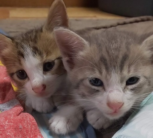 子猫と母猫の里親さま募集します ゆみ 八幡の猫の里親募集 ジモティー