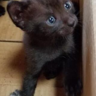 ⭕急募⭕オスの子猫里親さん募集