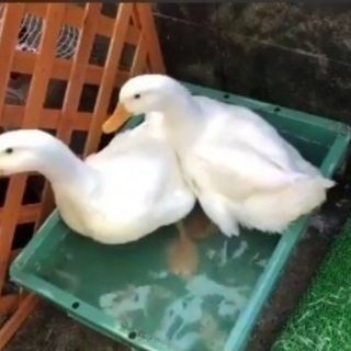 アヒル 里親募集 ジモティー