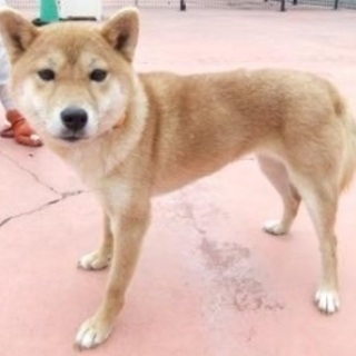 埼玉県 さいたま市の犬の里親募集 ジモティー