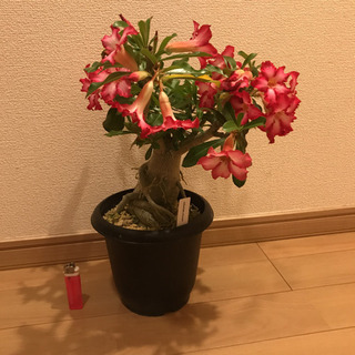 お花満開  アデニウム オベスム 6号鉢 観葉植物①