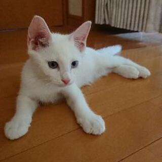白猫子猫 