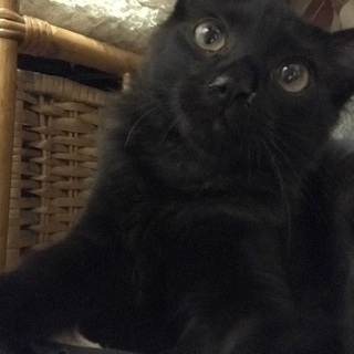 黒×薄グレー猫