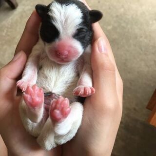 産まれて間もない雑種子犬4匹です🐶