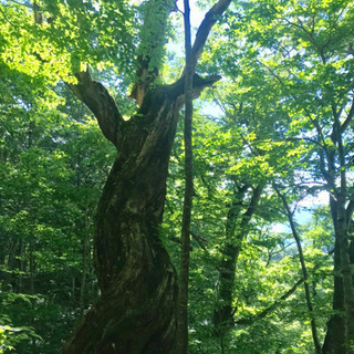 告知   森林セラピー体験