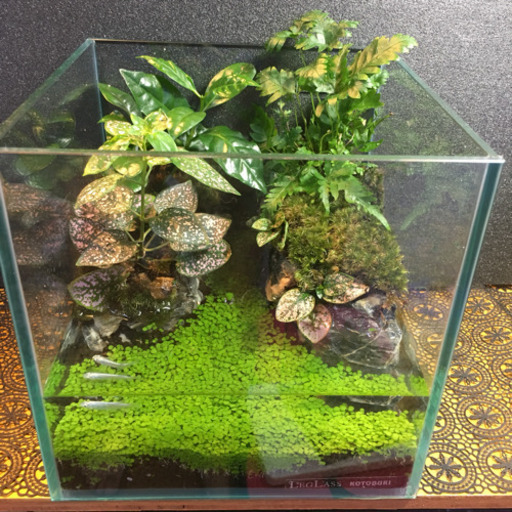 無料長期保証 杜のメダカ熱帯魚飼育にコケリウム テラリウム完成品 水槽ポンプ付き クリアランスバーゲン 無料長期保証 杜のメダカ熱帯魚飼育にコケリウム テラリウム完成品 水槽ポンプ付き クリアランスバーゲン
