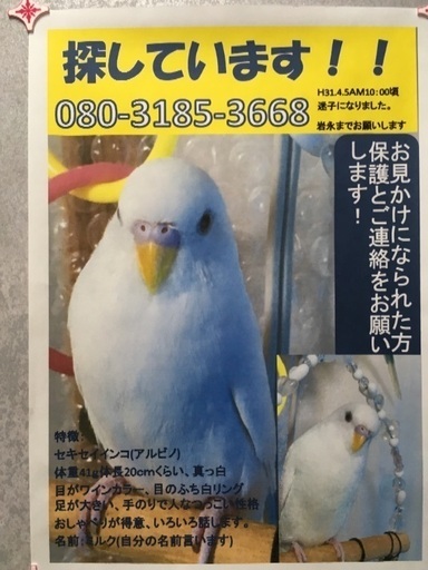 真っ白なセキセイインコ 探してます メリー プリン ミル 鹿児島中央の手伝って 助けての助け合い ジモティー