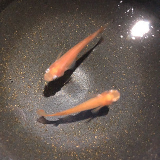 めだか【楊貴妃】稚魚20匹 500円 残り1セット