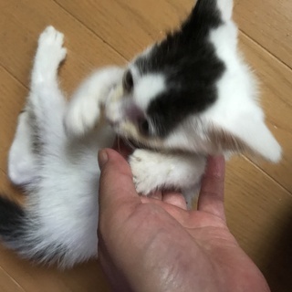 ハチワレ　子猫♂　５５０g　一か月程度 - 里親募集