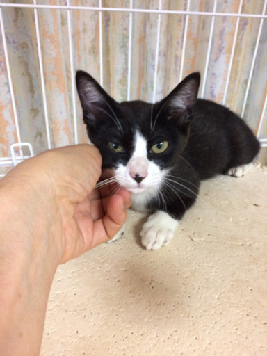 里親決定 ショッカーみたいな模様の黒白子猫2ヶ月メス Nico 佐賀の猫の里親募集 ジモティー 里親決定 ショッカーみたいな模様の黒白子猫2ヶ月メス Nico 佐賀の猫の里親募集 ジモティー