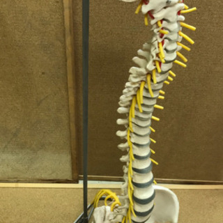ドイツ製 医療医学ディスプレイ】ソムソ/SOMSO 骨盤付脊柱模型 整体 