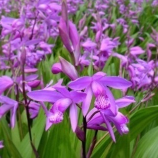 ピンクの花☆紫蘭30株