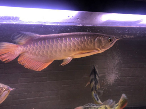 熱帯魚