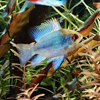 バルーンブルーラミレジィ 熱帯魚 アクアリウム 水槽 水草 レイアウト ジモティーアクア 宮之阪のその他の中古あげます 譲ります ジモティーで不用品の処分