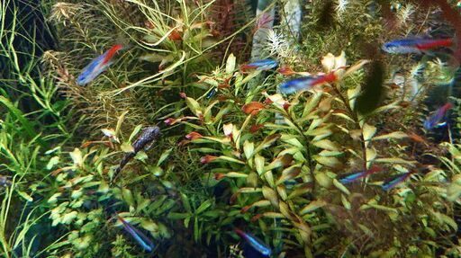 ルドウィジア グランデュローサ 水草アクアリウム熱帯魚ネイチャールドヴィジア ルドビジア ルドビィジアルドビジアグランデローサ ジモティーアクア 宮之阪のその他の中古あげます 譲ります ジモティーで不用品の処分