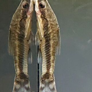 オトシンクルス (熱帯魚 アクアリウム 水草 レイアウト)