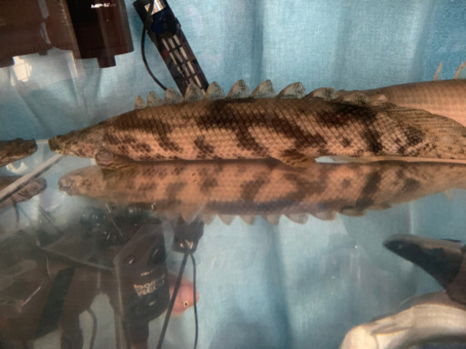 エンドリケリー 50cm