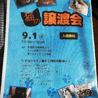 猫の譲渡会(入場無料)