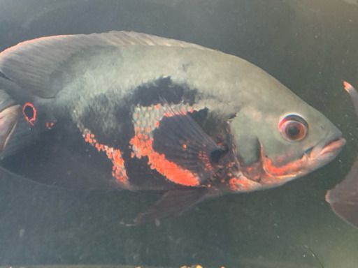 早い者勝ち ワイルド レッドベリーオスカー リオブランコ 熱帯魚
