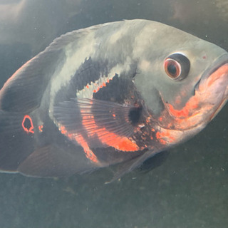 早い者勝ち ワイルド レッドベリーオスカー リオブランコ 熱帯魚