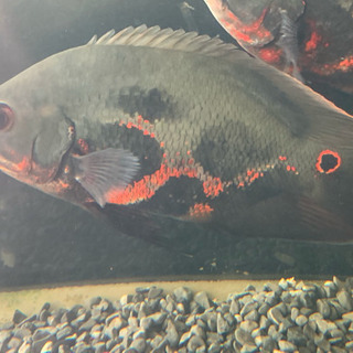 早い者勝ち ワイルド レッドベリーオスカー リオブランコ 熱帯魚