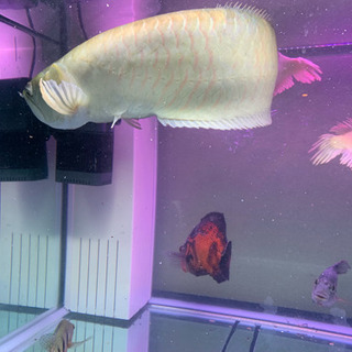 シルバー ホワイト系  