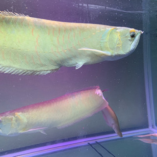 シルバー ホワイト系  