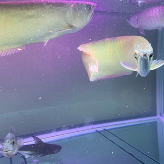 シルバー ホワイト系  