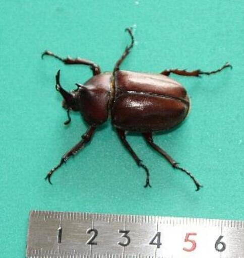 カブトムシ 一匹小さい ノッピー 水戸のその他の中古あげます 譲ります ジモティーで不用品の処分 カブトムシ 一匹小さい ノッピー 水戸のその他の中古あげます 譲ります ジモティーで不用品の処分