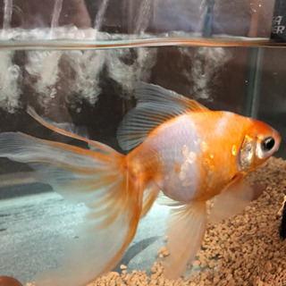 金魚、グッピー差し上げます  里親様決まりました。 - その他