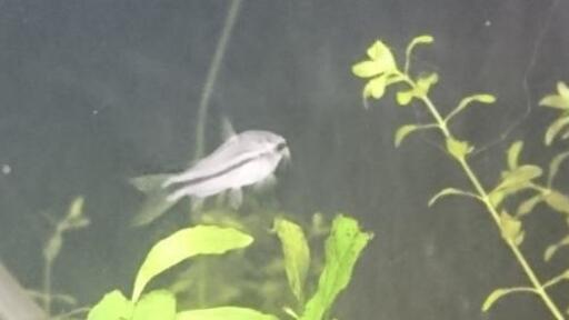 コリドラス ピグミー ピグマエウス 熱帯魚 アクアリウム 小型魚 水槽 レイアウト ジモティーアクア 宮之阪のその他の中古あげます 譲ります ジモティーで不用品の処分 コリドラス ピグミー ピグマエウス 熱帯魚 アクアリウム 小型魚 水槽 レイアウト ジモティーアクア 宮之阪のその他の中古あげます 譲ります ジモティーで不用品の処分
