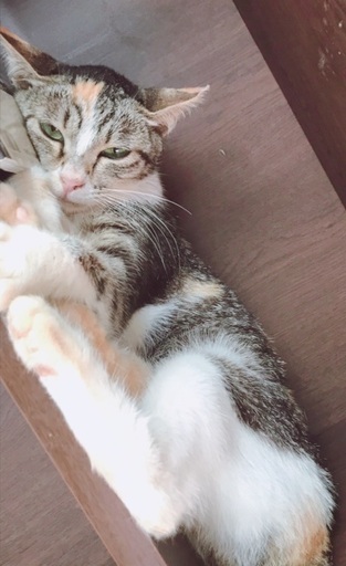 生後半年のアリスちゃん Nekomix 大宮の猫の里親募集 ジモティー 生後半年のアリスちゃん Nekomix 大宮の猫の里親募集 ジモティー