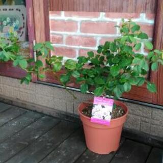 植物薔薇苗ニューウェーブ花 マッキー 豊田のその他の中古あげます 譲ります ジモティーで不用品の処分