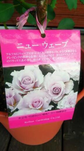 植物薔薇苗ニューウェーブ花 マッキー 豊田のその他の中古あげます 譲ります ジモティーで不用品の処分