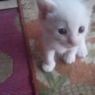 生後2ヶ月のオス白猫